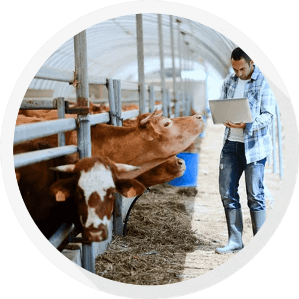 Farmer checking on cows cattle livestock