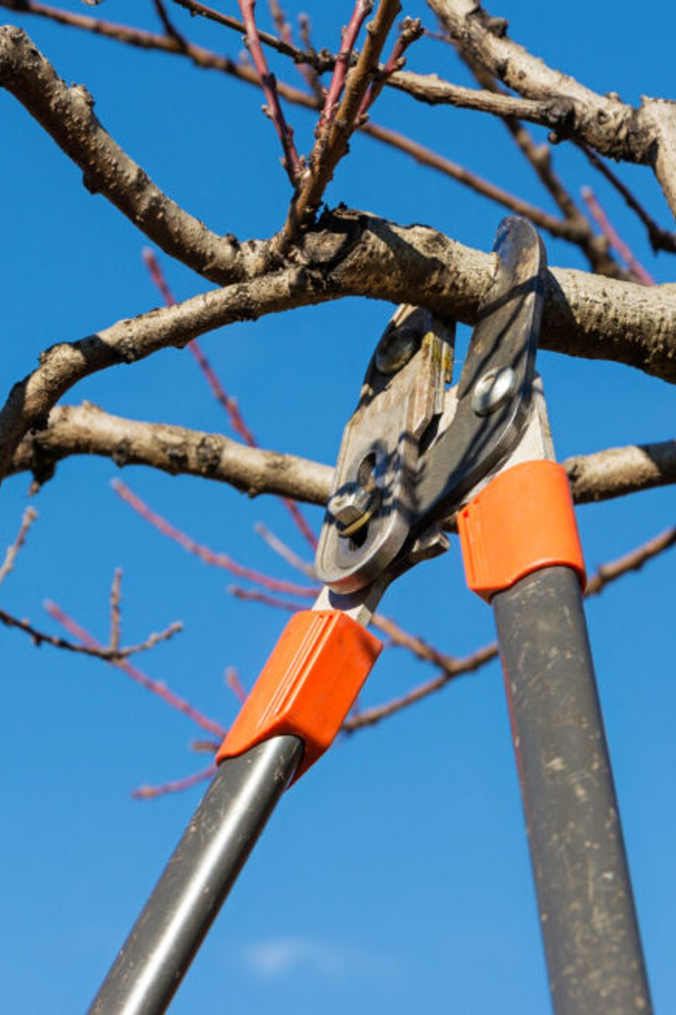 Tree limb removal 980x653