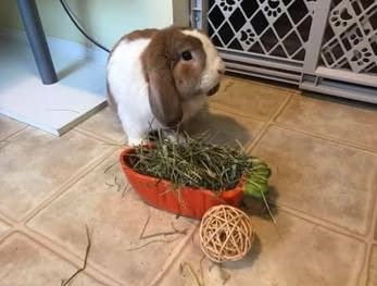 Thumper 2
