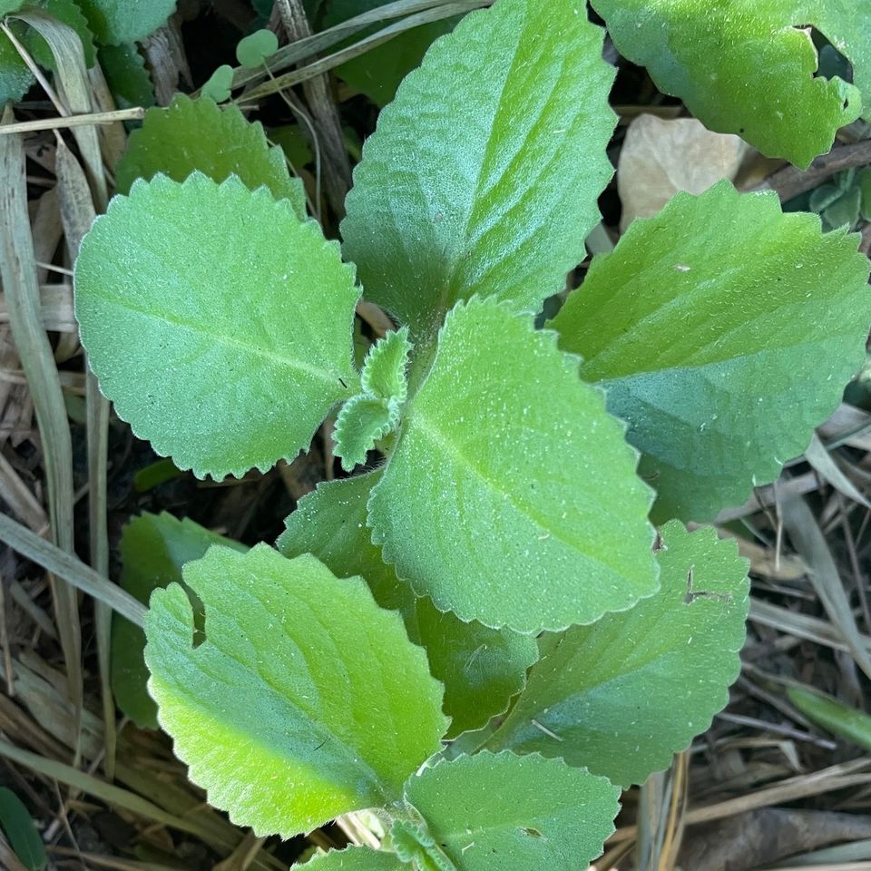 Oregano