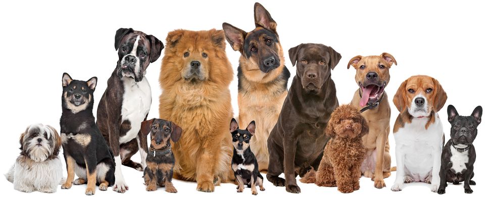 Rowofdogs20180316 5203 1v6kw4s