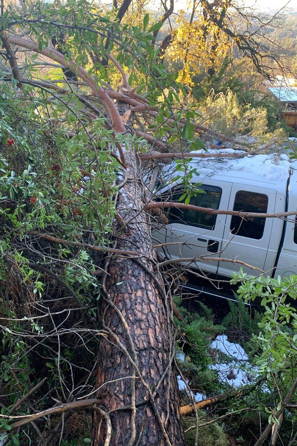 Emergency tree removal service for a large oak tree that fell on a pickup truck during a storm, highlighting hazardous limb failure and 24/7 storm damage response in El Dorado County