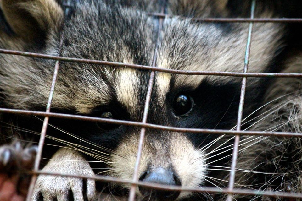 Racoon Removal Services San Diego, CA