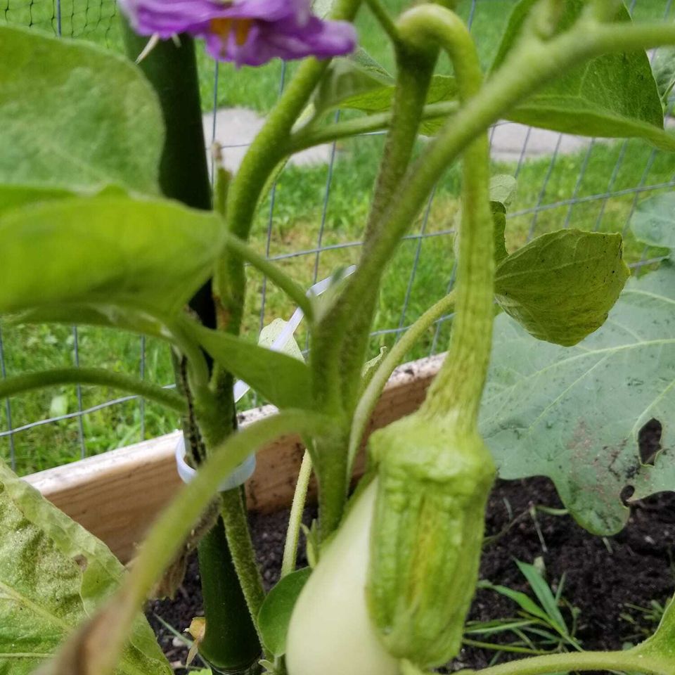 White eggplant