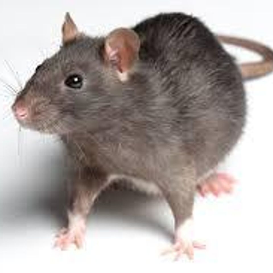 Rat220170212 781 1c8m2e7