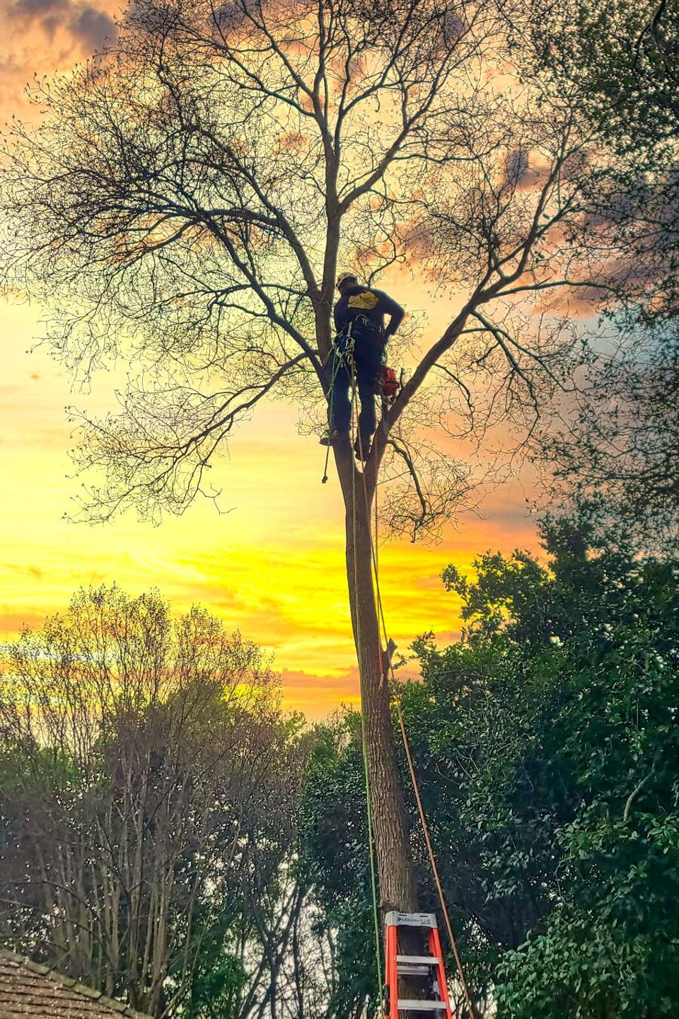 Professional tree trimming by experienced arborist serving Citrus Heights and nearby areas