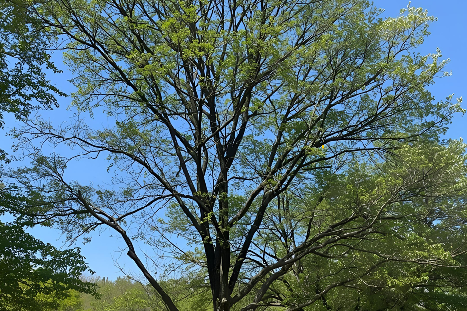 Tree service in east haddam  ct