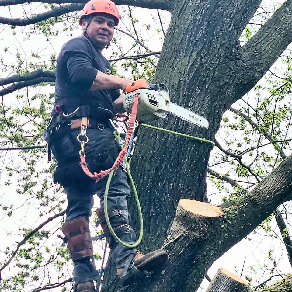 After tree cut