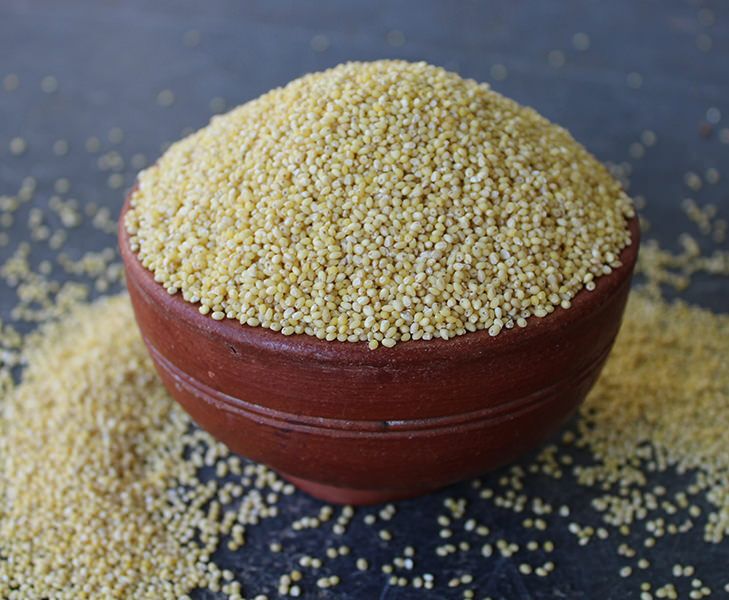 millet seeds available at ECS Eastern Colorado Seed.