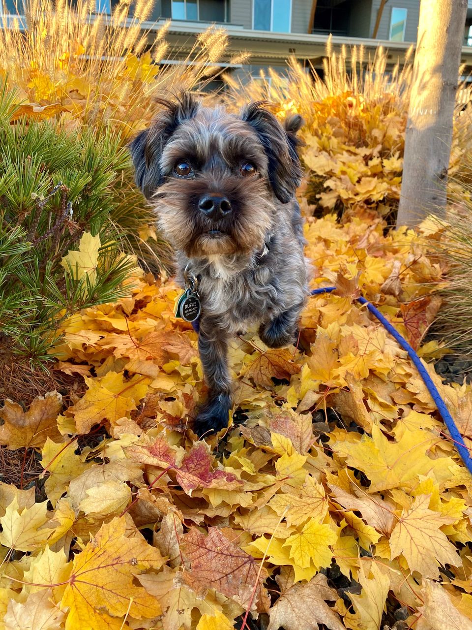 Donavan fitch therapy dog