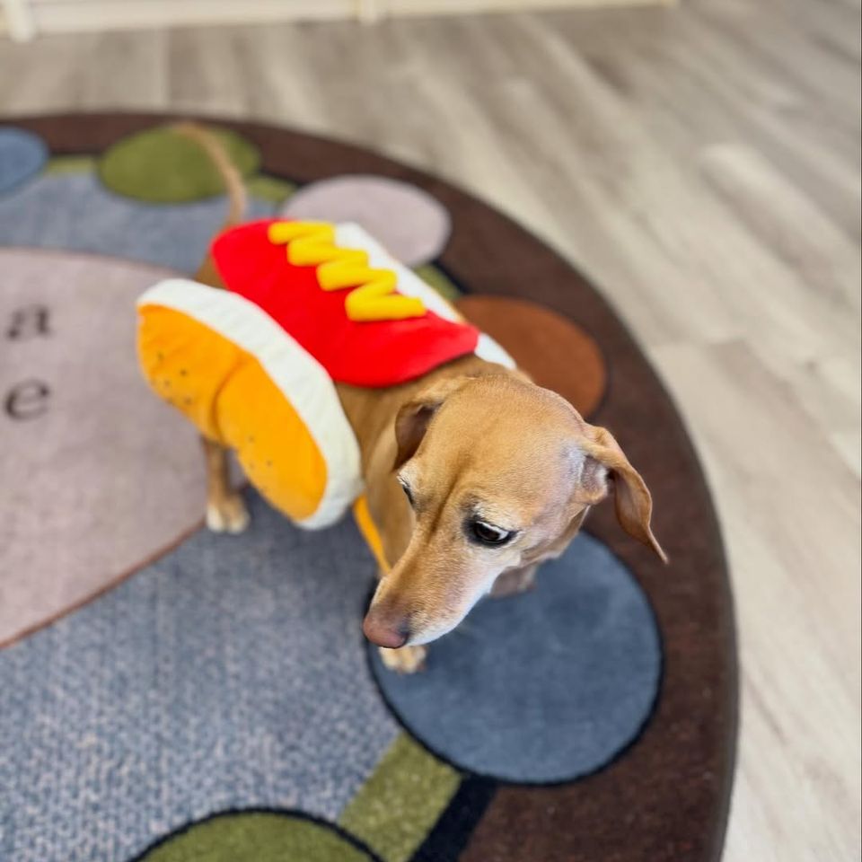 Small dog in a hot dog costume standing on the classroom rug during a Halloween celebration in Palmdale CA