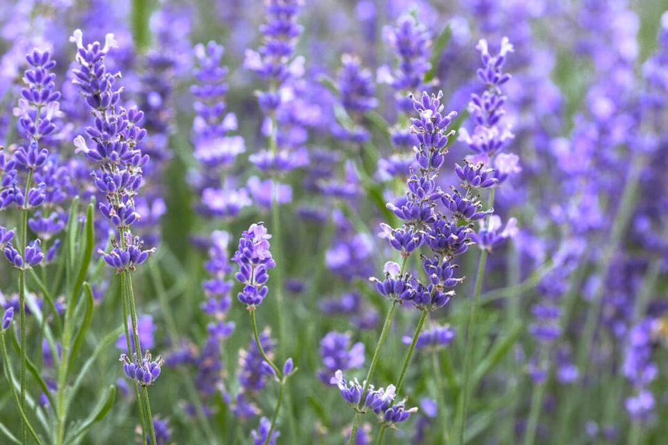 Adobestock 342994954