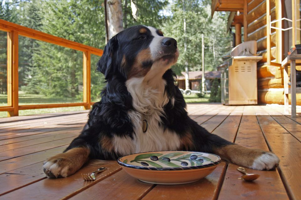 Bernese mountain dog gfc188d2e4 1920