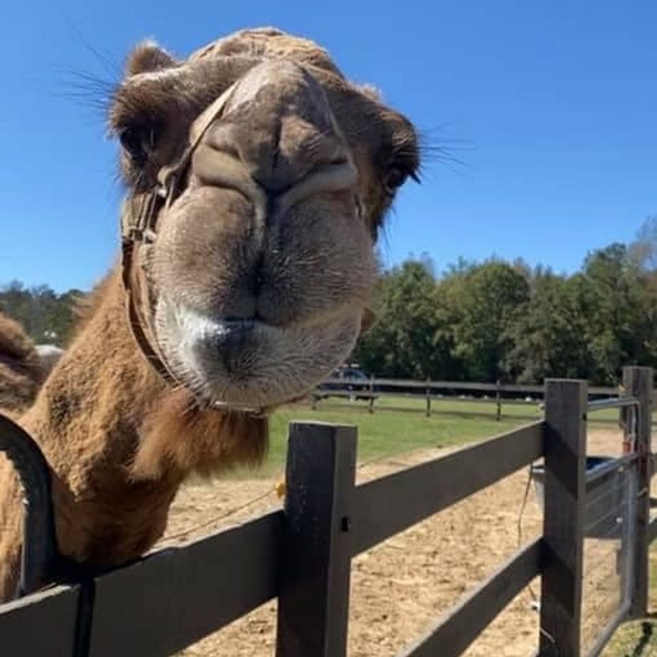 Abdul the camel