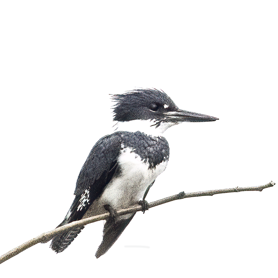 Male belted kingfisher