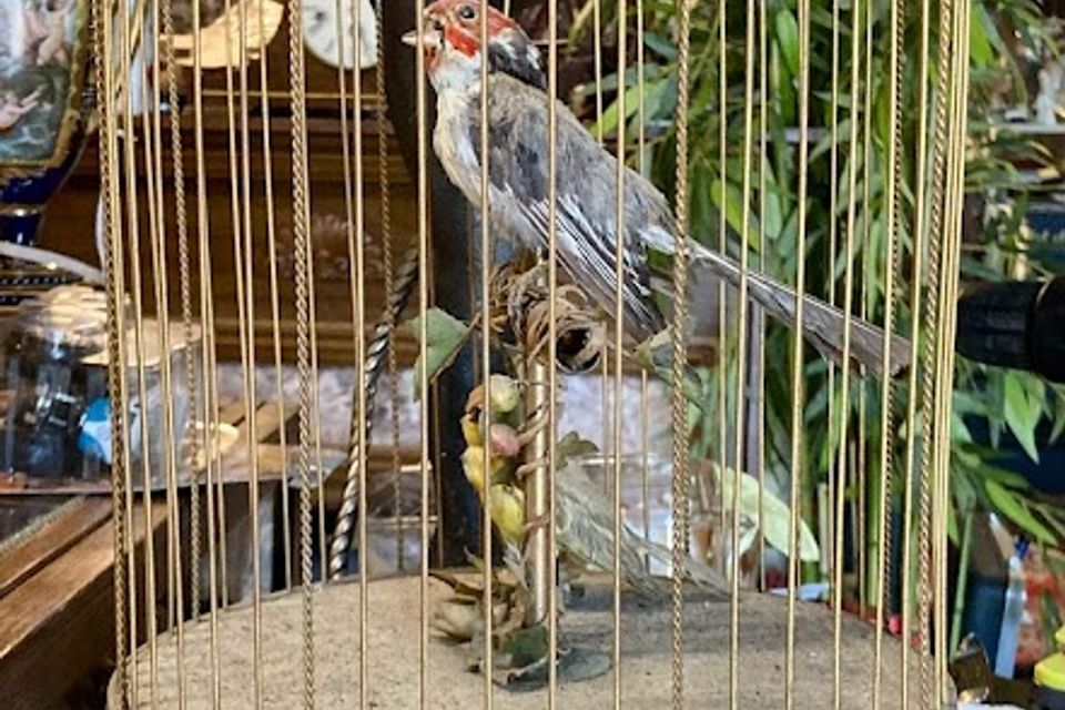 Bird in cage after