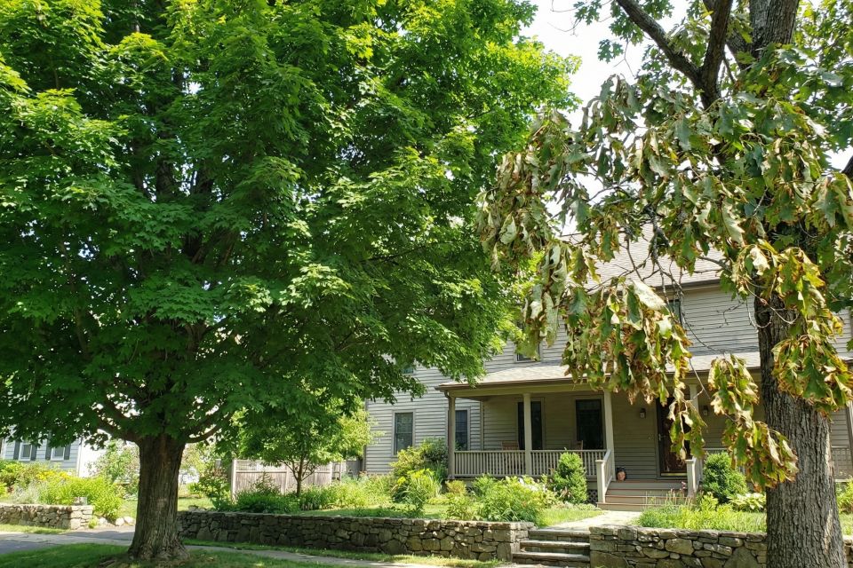How to spot common tree diseases in connecticut