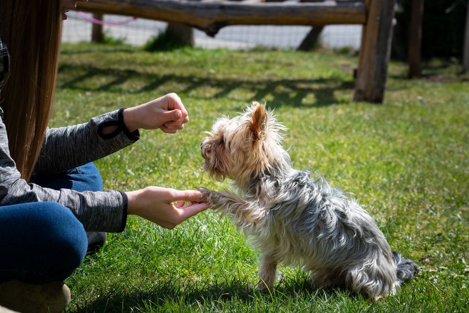 Dog g9e35aa4e5 1920