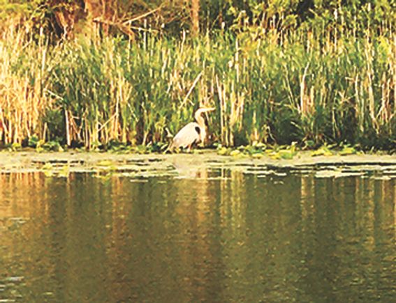 Heron2 little chapman lake by jim molebash