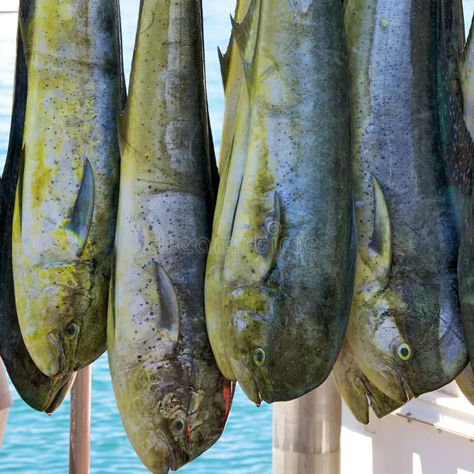 Mahi mahi999