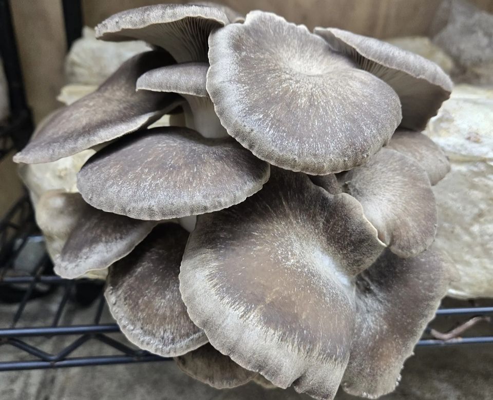 Black Pearl King mushrooms from Fungi Meadows in Logansport, IN
