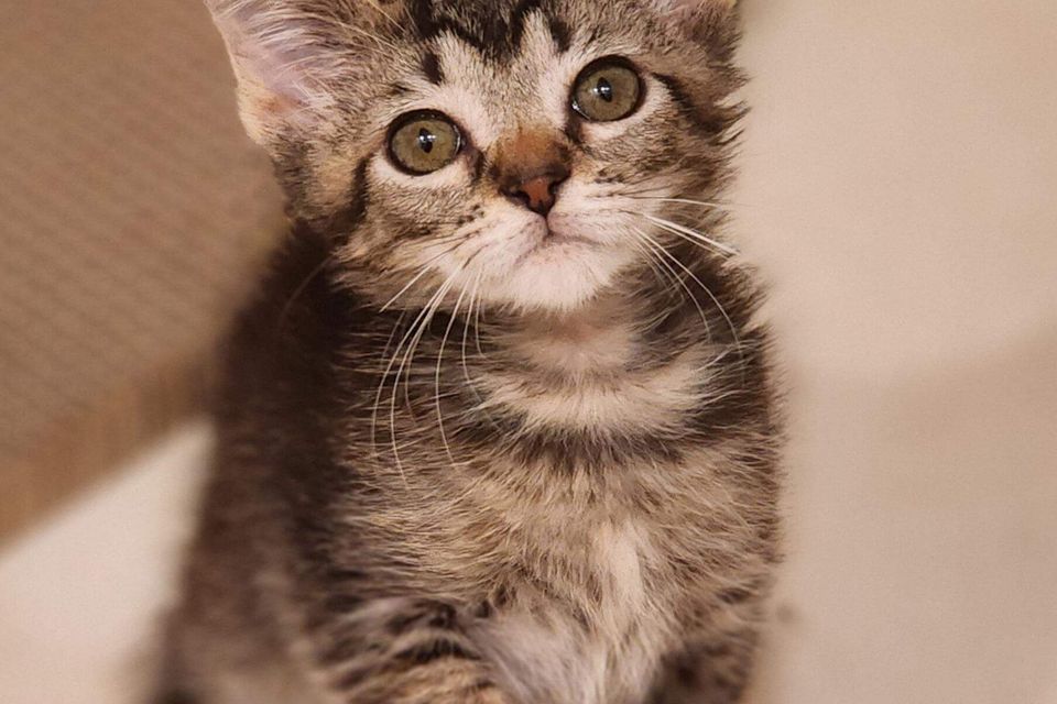 Getattachmentthumbnail