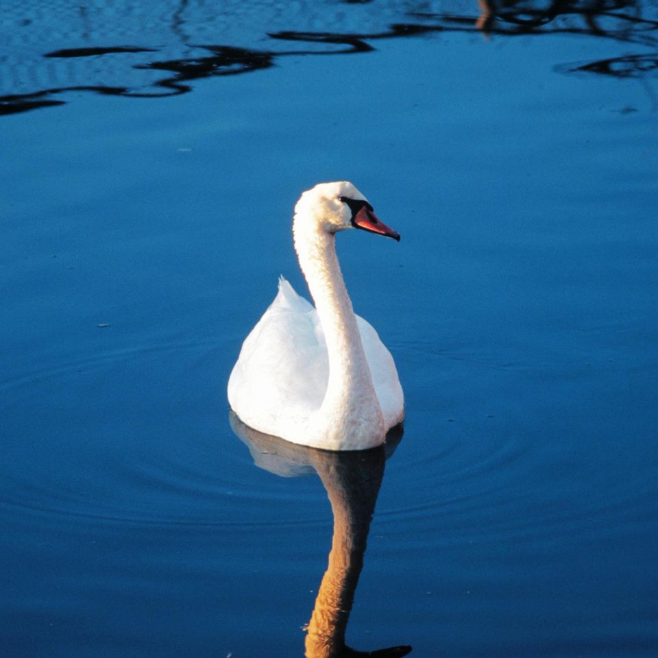 Chuckgraham trumpeterswan img07620121130 1864 83h2n7 0
