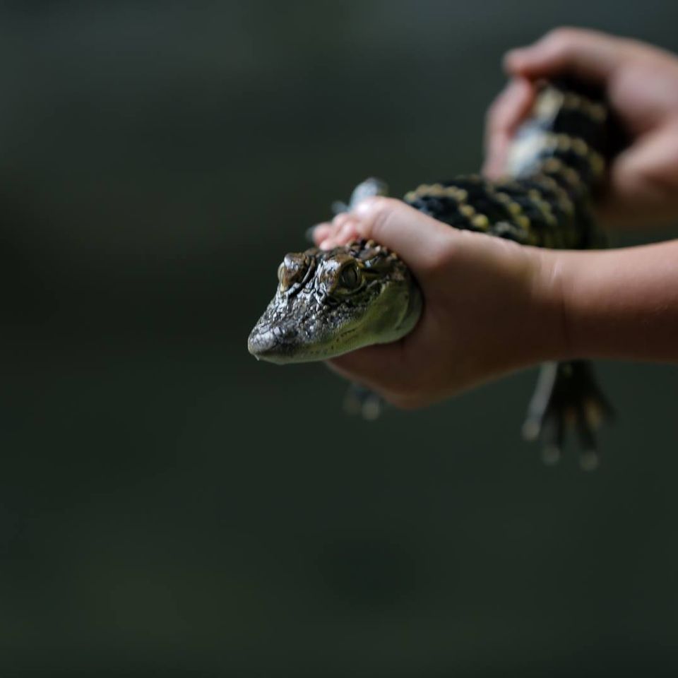 Pet an alligator in chipley florida