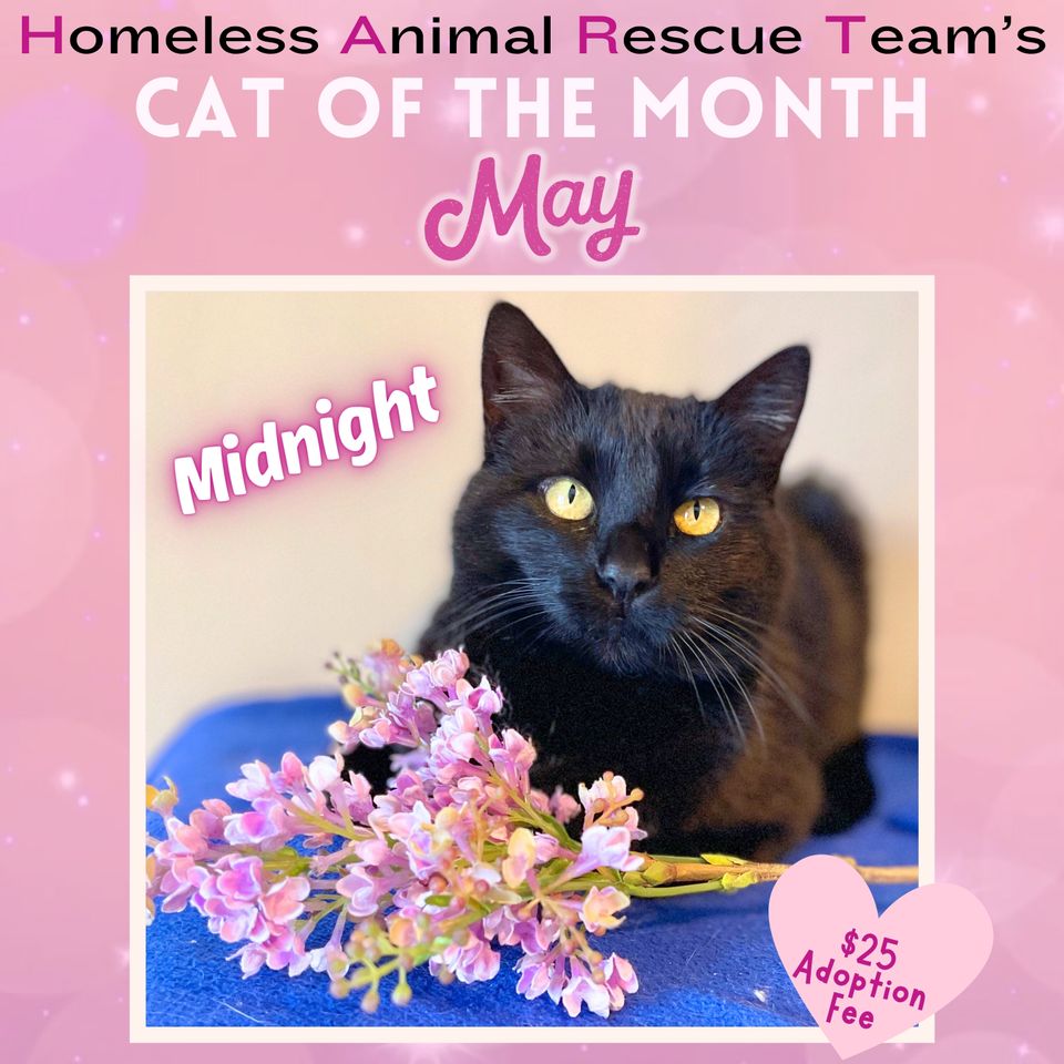 May cat of the month midnight
