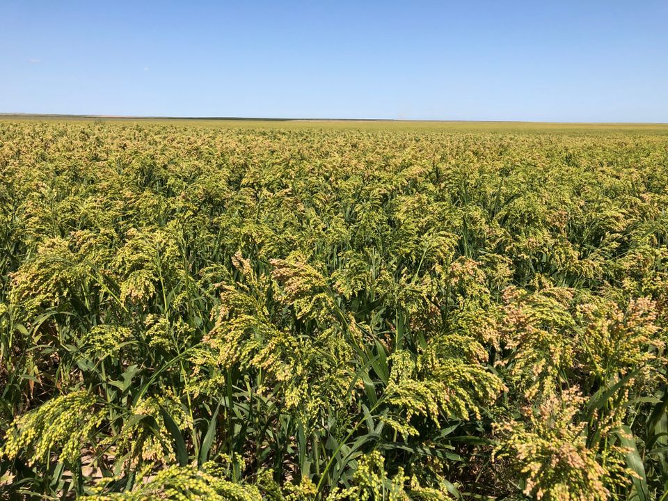 Agricultural seeds available at ECS Eastern Colorado Seed