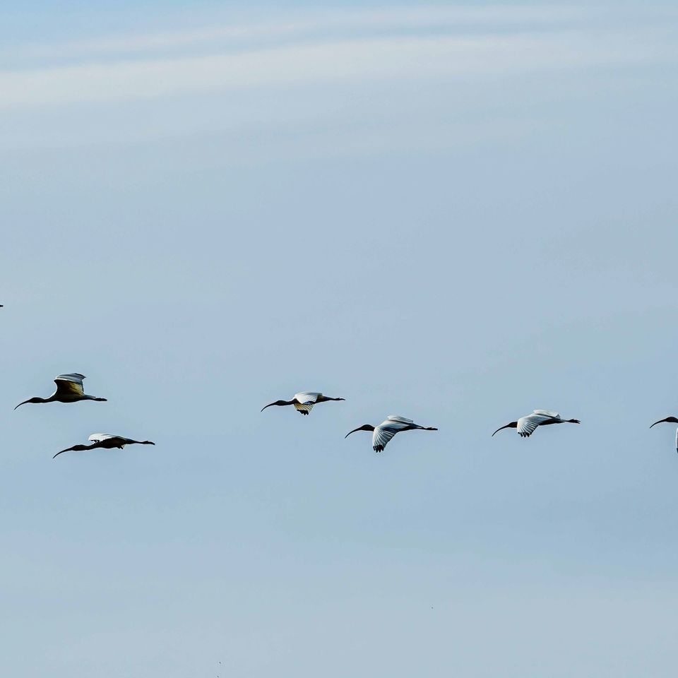 Birds flying 2