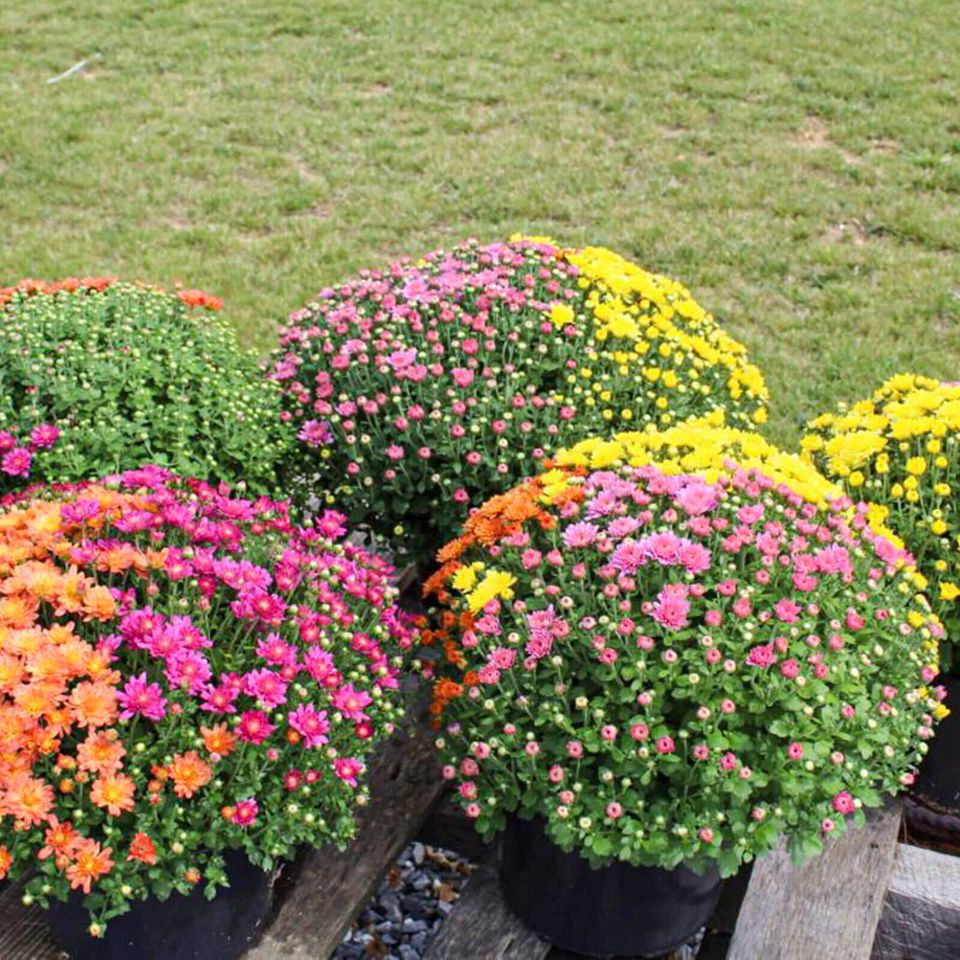 Maytown Gardens mums