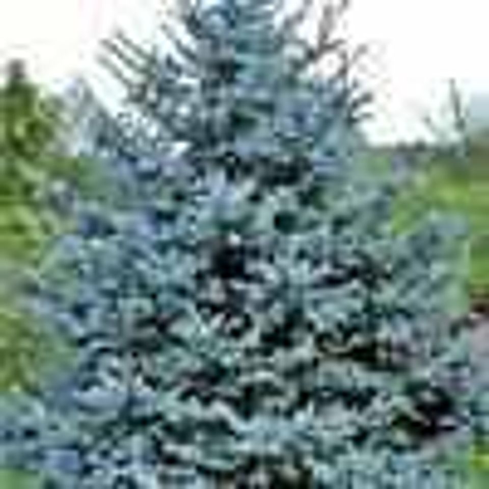 2 hoops blue spruce120160201 14835 15ptdbo