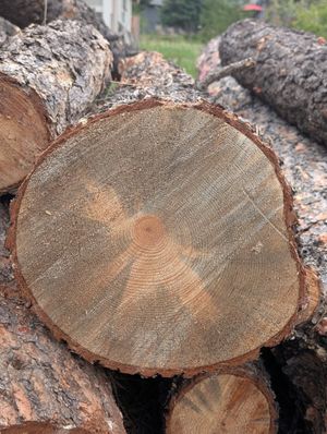 Trees infected by pine beetles
