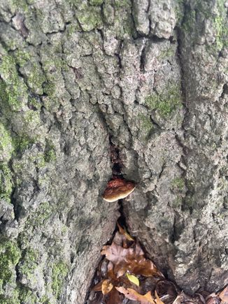 3TG LLC, Tree Removal near Clayton  NC, Tree Services near Clayton  NC, Tree Trimming, Tree Pruning, Stump Grinding