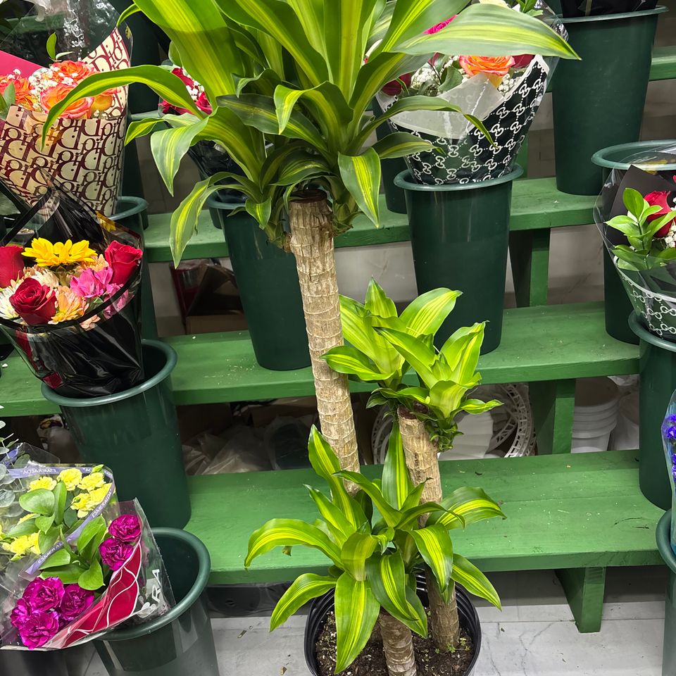 79832031029  2c6390c1 e29e 4a4e bc17 8165eea1c9f9