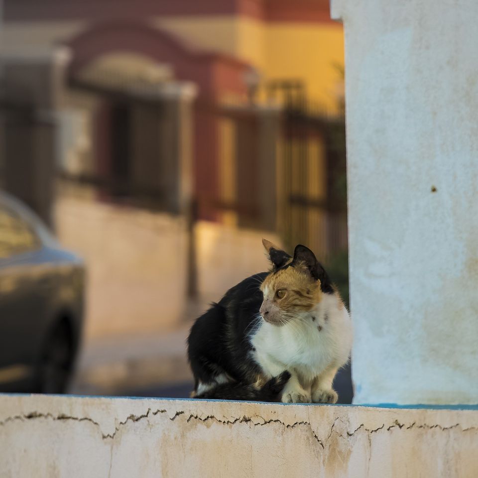 Cat gcc18f6b11 1920