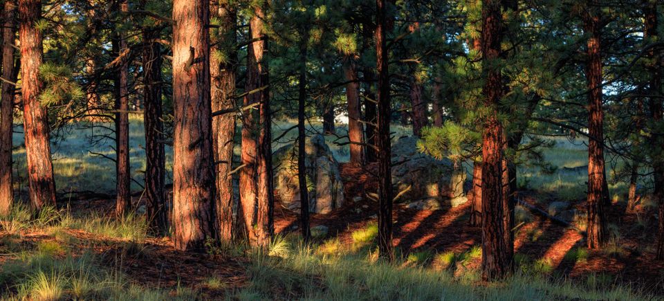 Back yard ponderosa trees and rock formations at sunrise