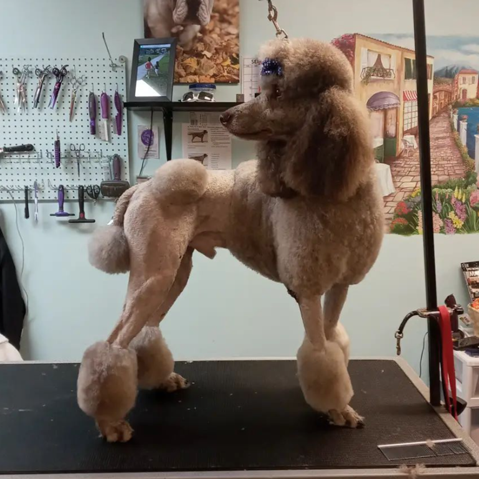 Dog