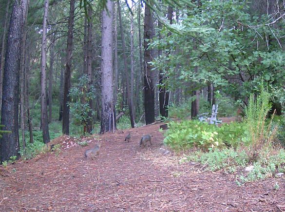 Foxfamily