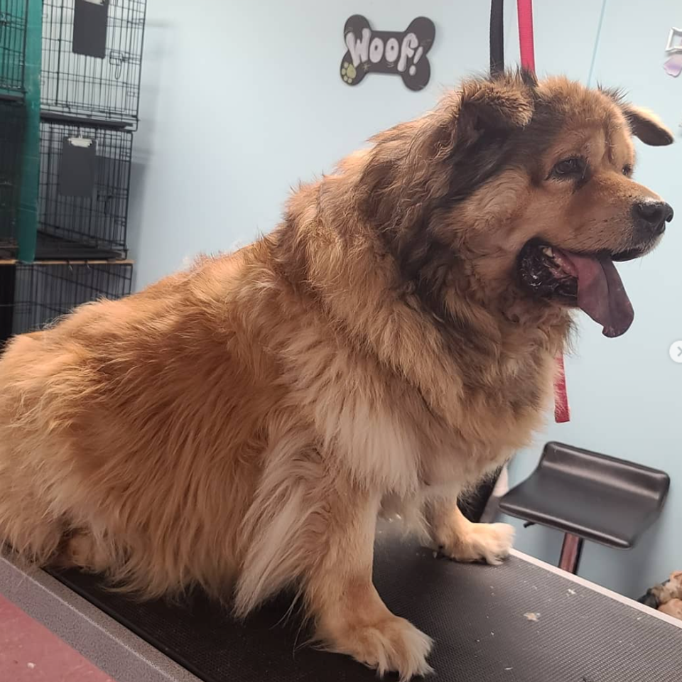Dog