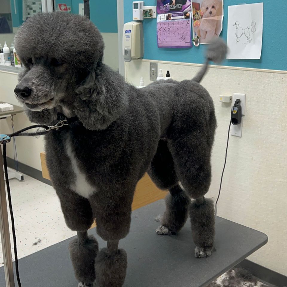 best poodle groomer in california