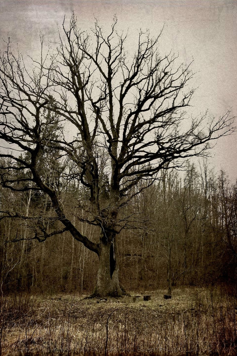 Tree ga67630601 1920