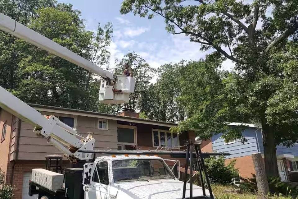 doug's tree service aberdeen md