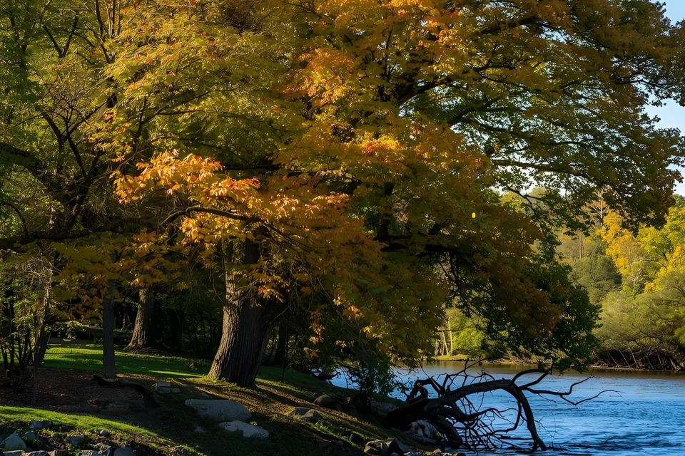 Trees in old saybrook  ct