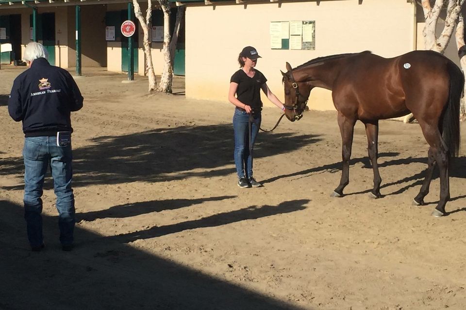 Horse for sale