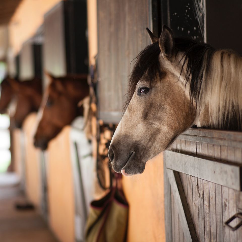 horse riding club boarding