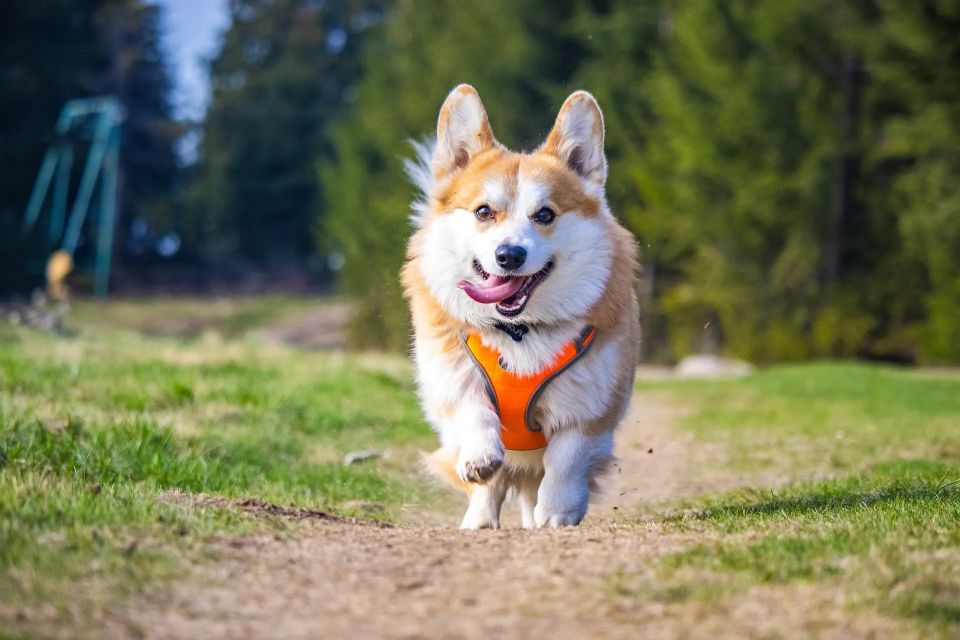 Dog walking Pet Sitting