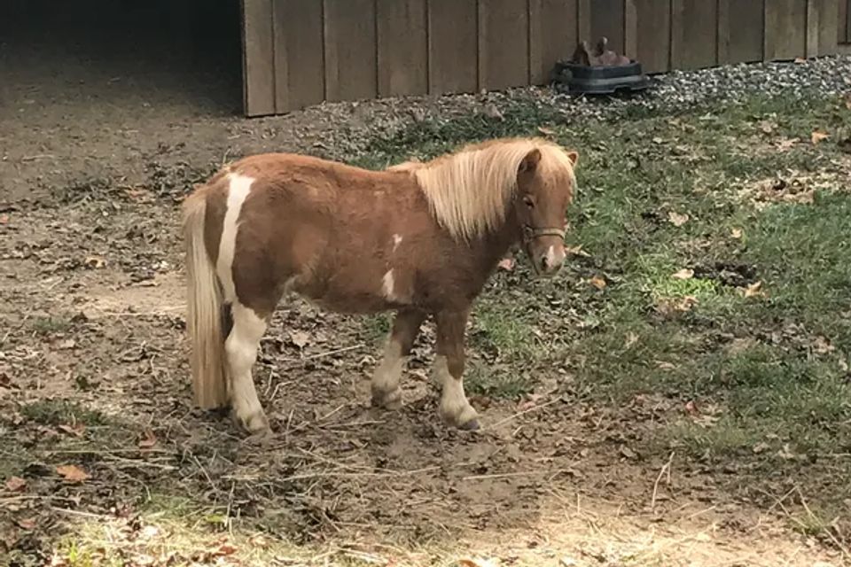 Pony