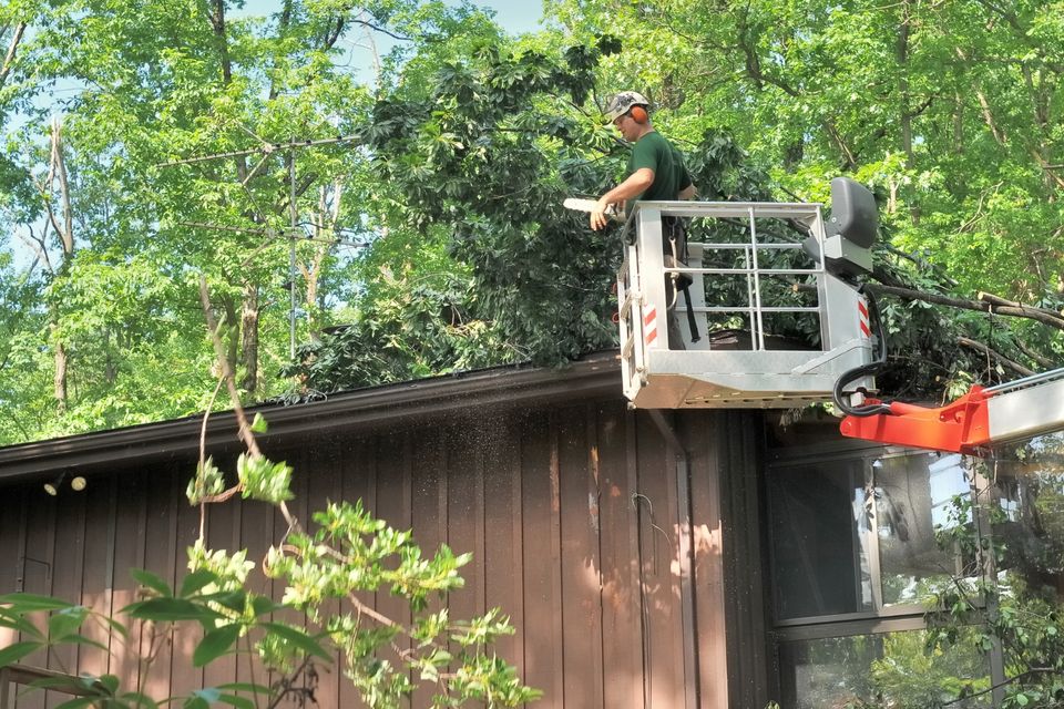 Tree trimmng 3